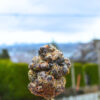 Purple Space Cookies outside