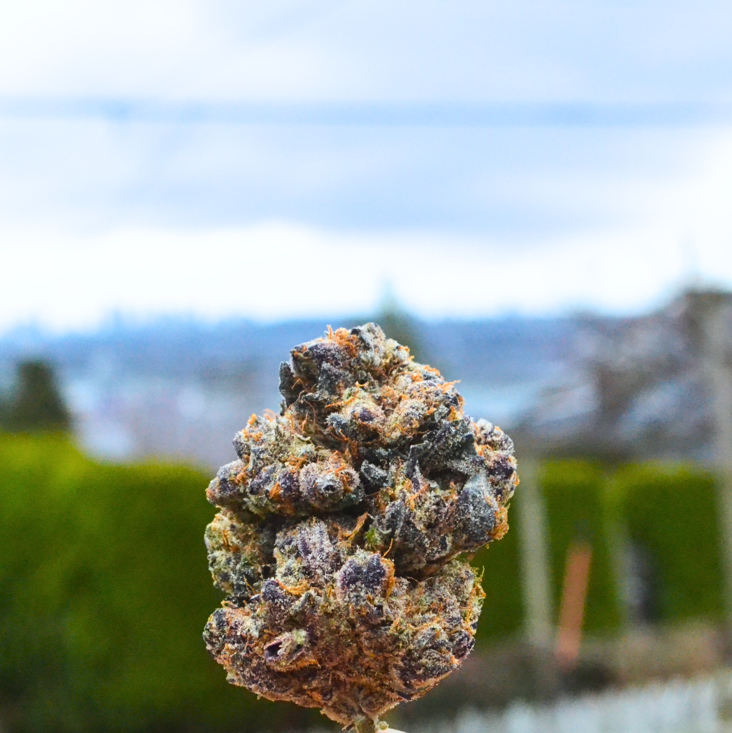 Purple Space Cookies outside