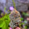 Super Pink Kush canada wide weed mail order marijuana.