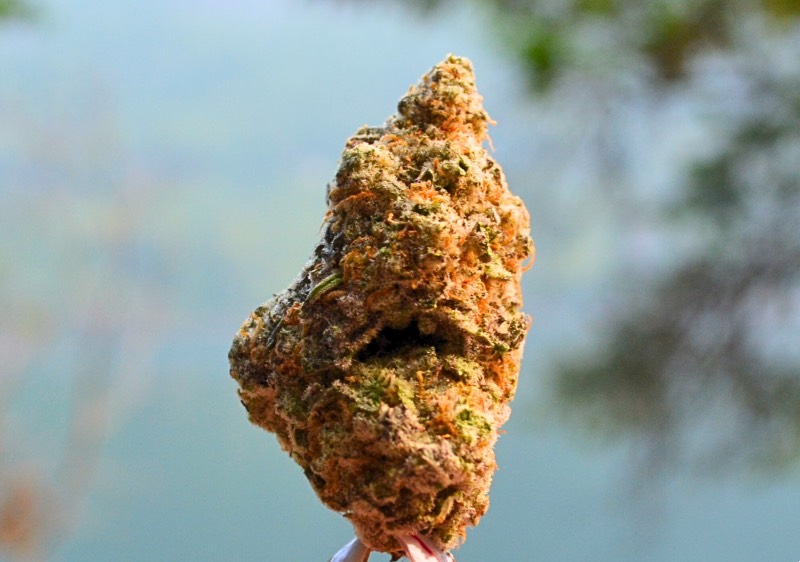 Mac Mintz outside Mac Mintz strain photo taken in natural sunlight for Canada Wide Weed