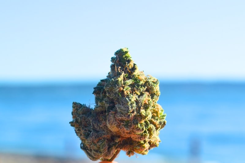 Melted Strawberries outside