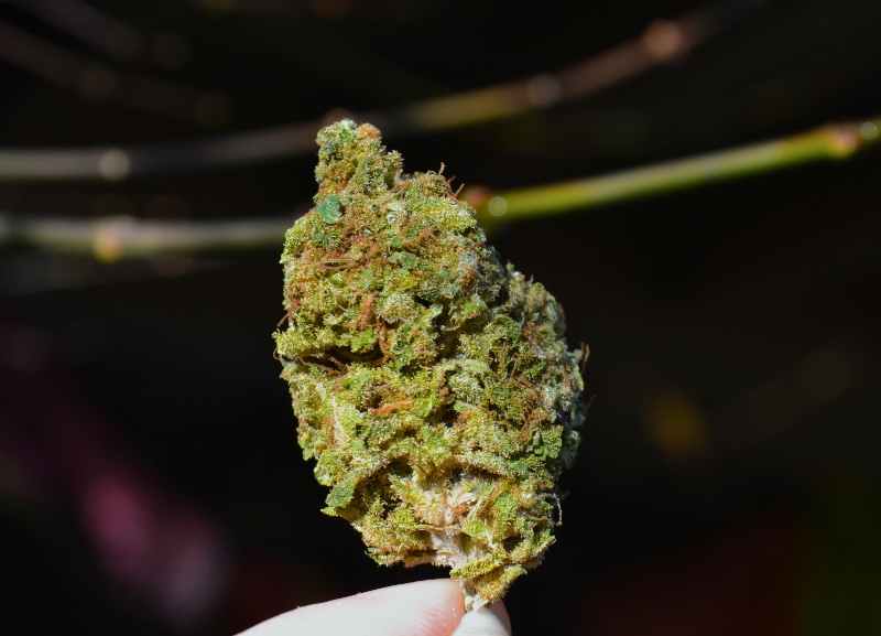 Bandit Breath outside 1