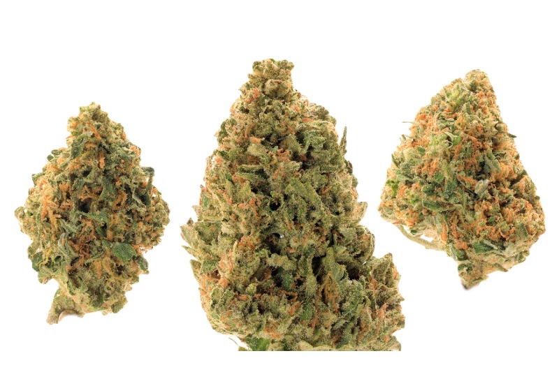 Jack Herer buds 800 x 600