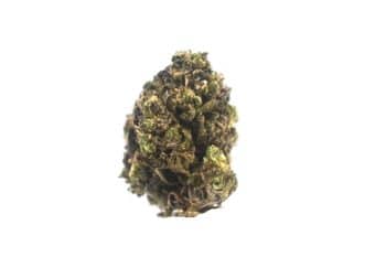 Purple Skunk strain