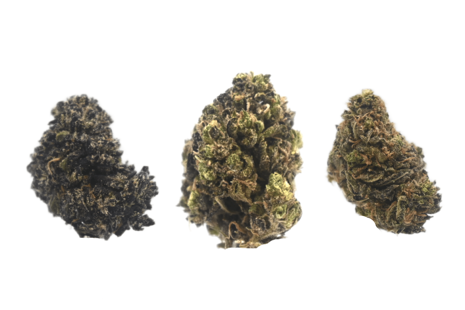Purple Skunk buds