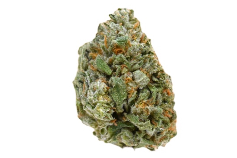 Sunset Sherbet strain sun grown organic Sunset Sherbet strain sun grown