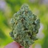 Gorilla Glue nature shot