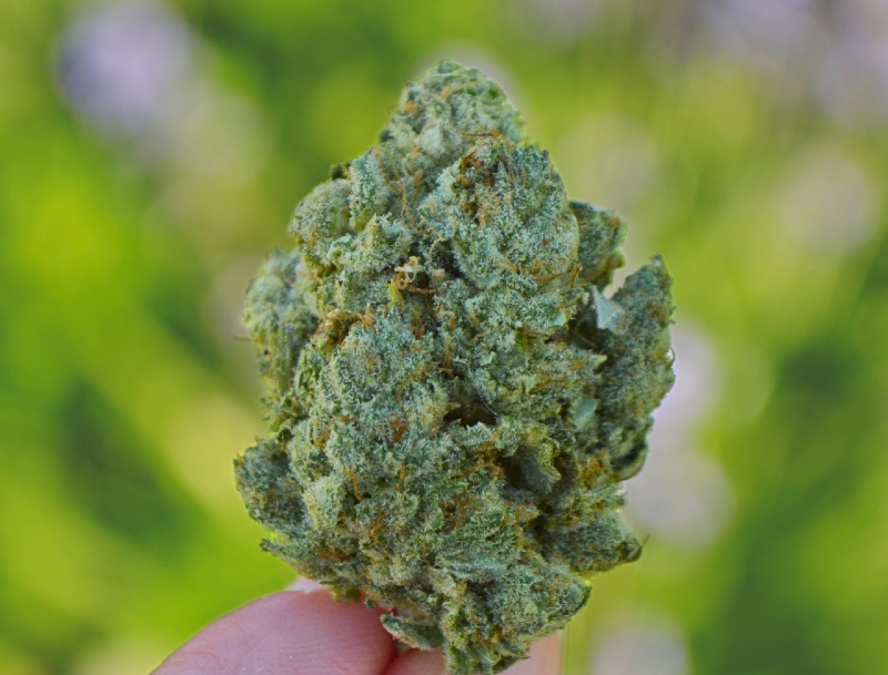 Gorilla Glue nature shot