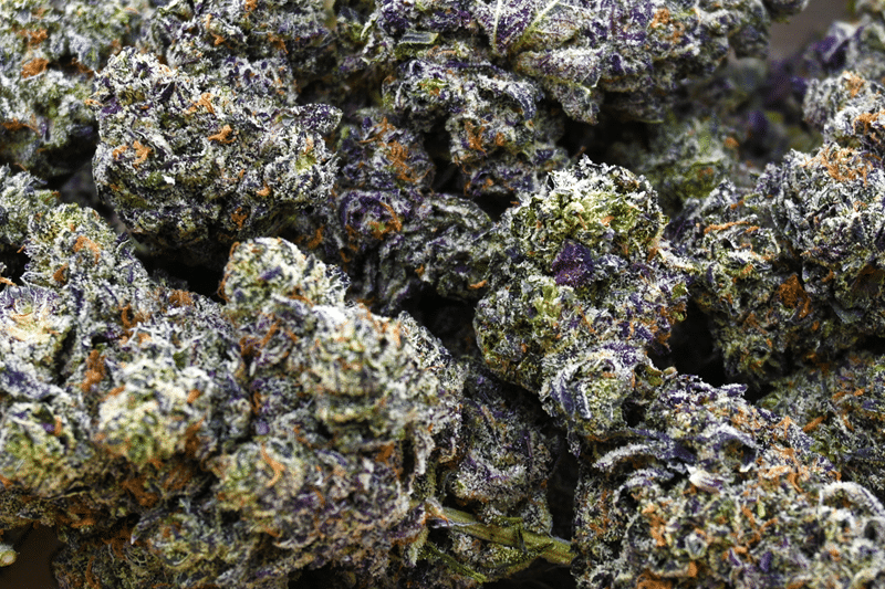 WHITE TRUFFLE BUD CWW GROUP SHOT1