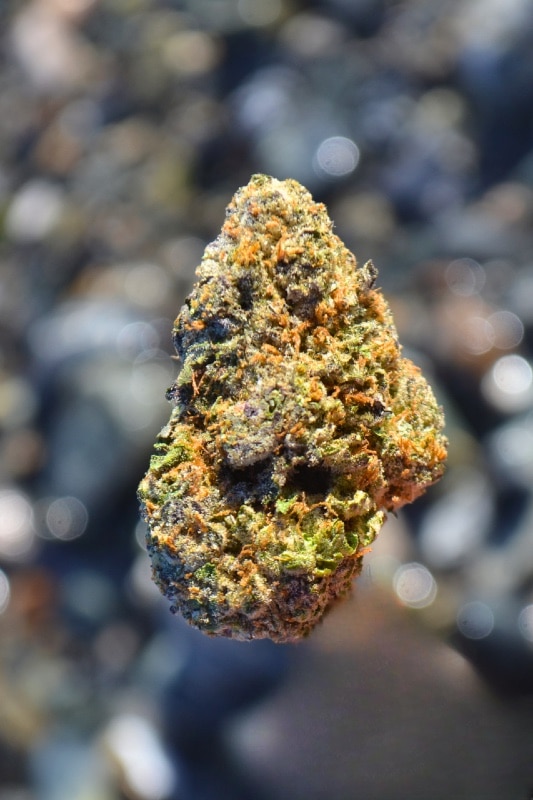 Animal Mintz outside