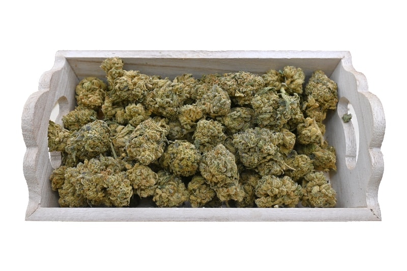 BLUE RHINO group shot