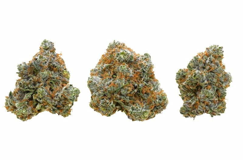 RED CONGOLESE GROUP SHOT