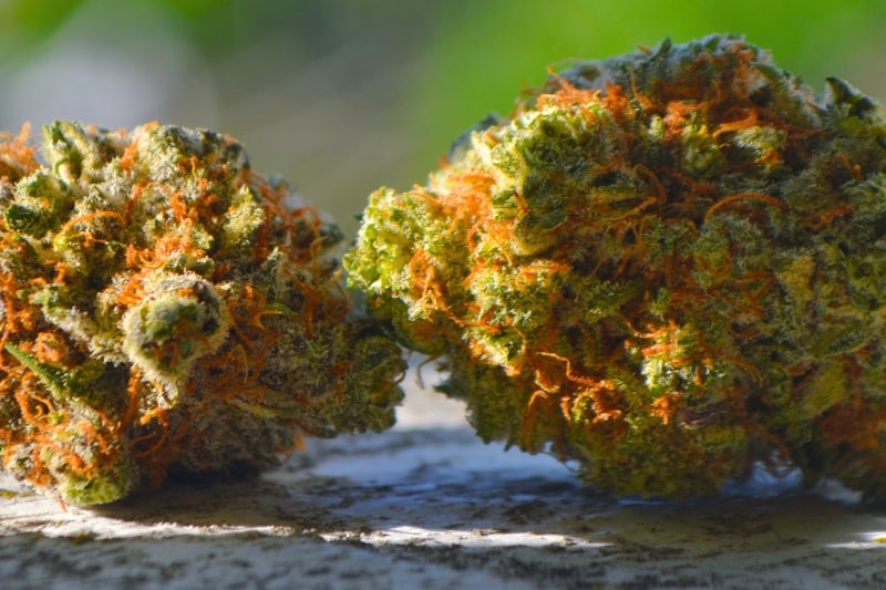 Red Congolese outside