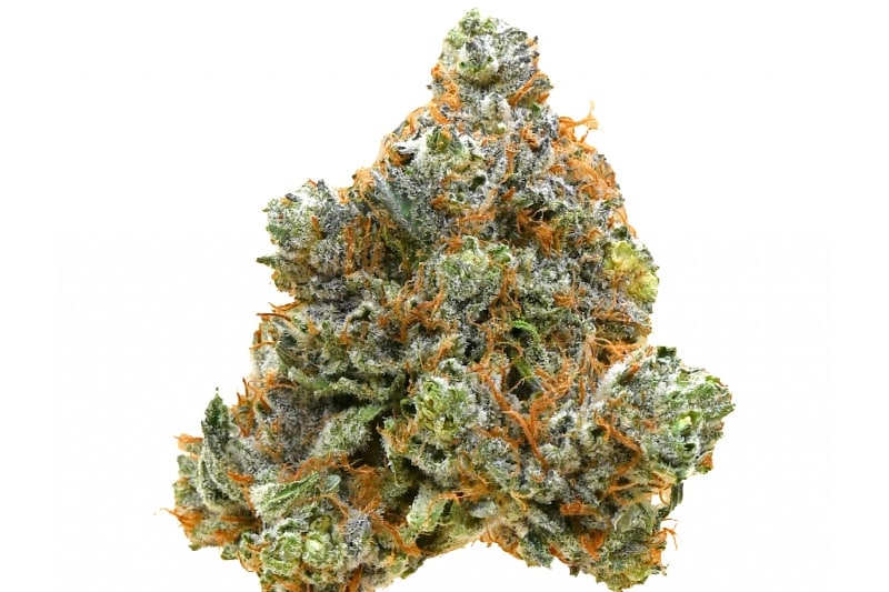 Red Congolese strain