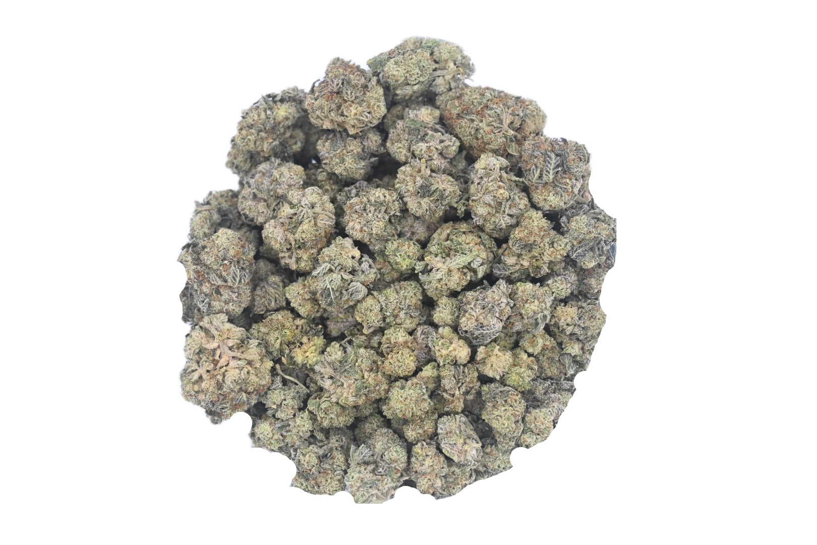 Gorilla Glue 5 April 2026 group shot