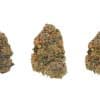 Oreoz strain (3 buds) Oreoz strain 3 buds