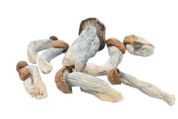 Albino Penis Envy Mushrooms