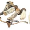 Golden Teacher Magic Mushrooms