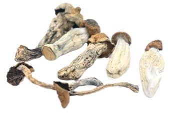 Golden Teacher Magic Mushrooms