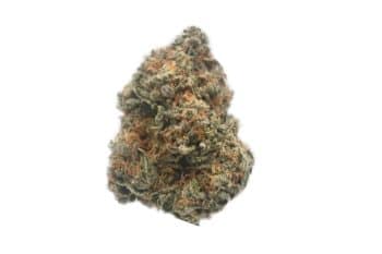Girl Scout Cookies strain
