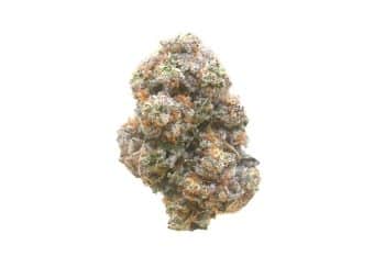 Gastro Pop strain