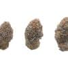 Lantz buds