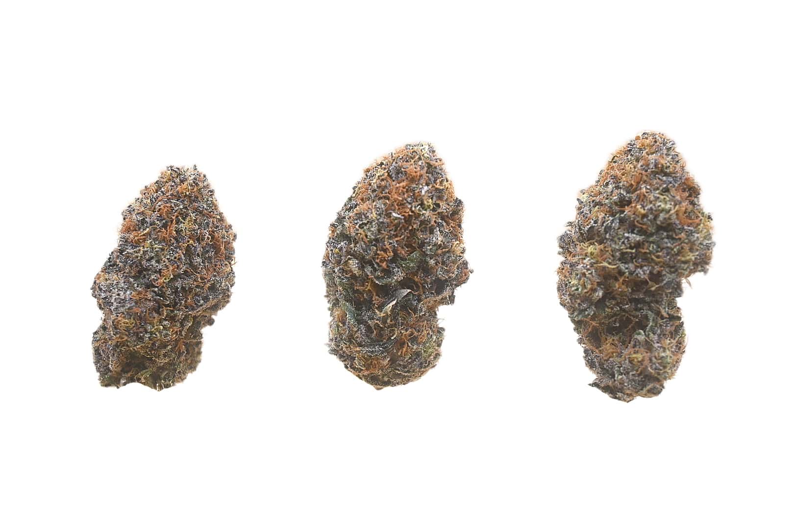 Lantz buds