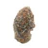 Lantz strain