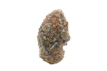 Lantz strain