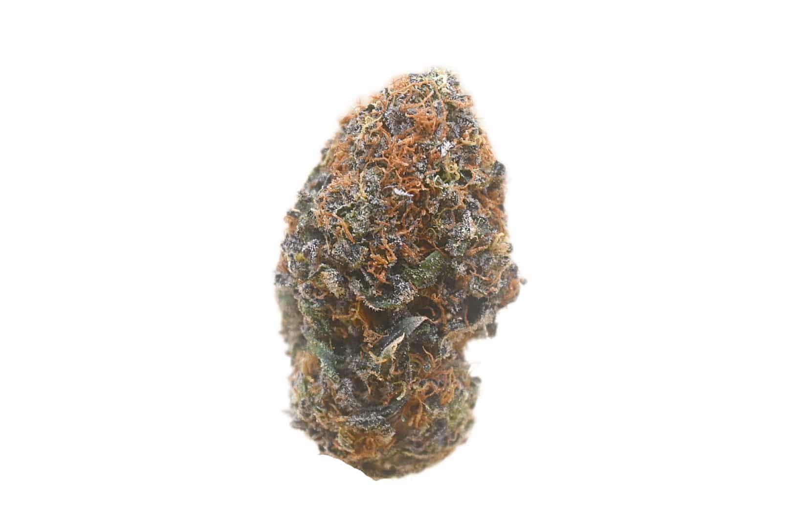 Lantz strain