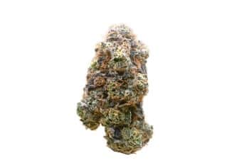 Lemon Cherry Gelato strain